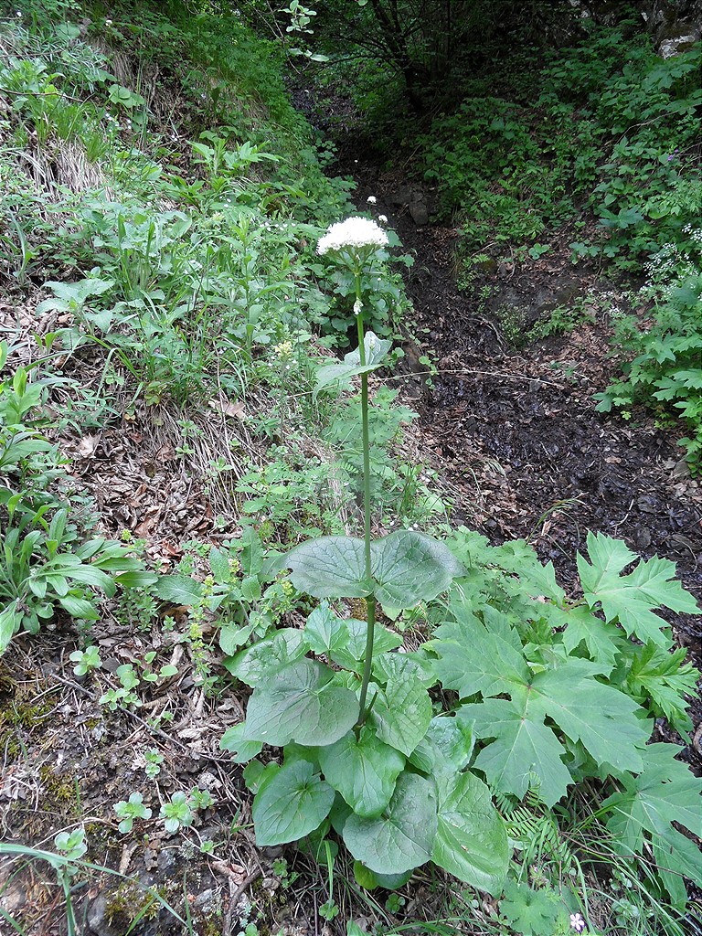 Image of Valeriana alliariifolia specimen.