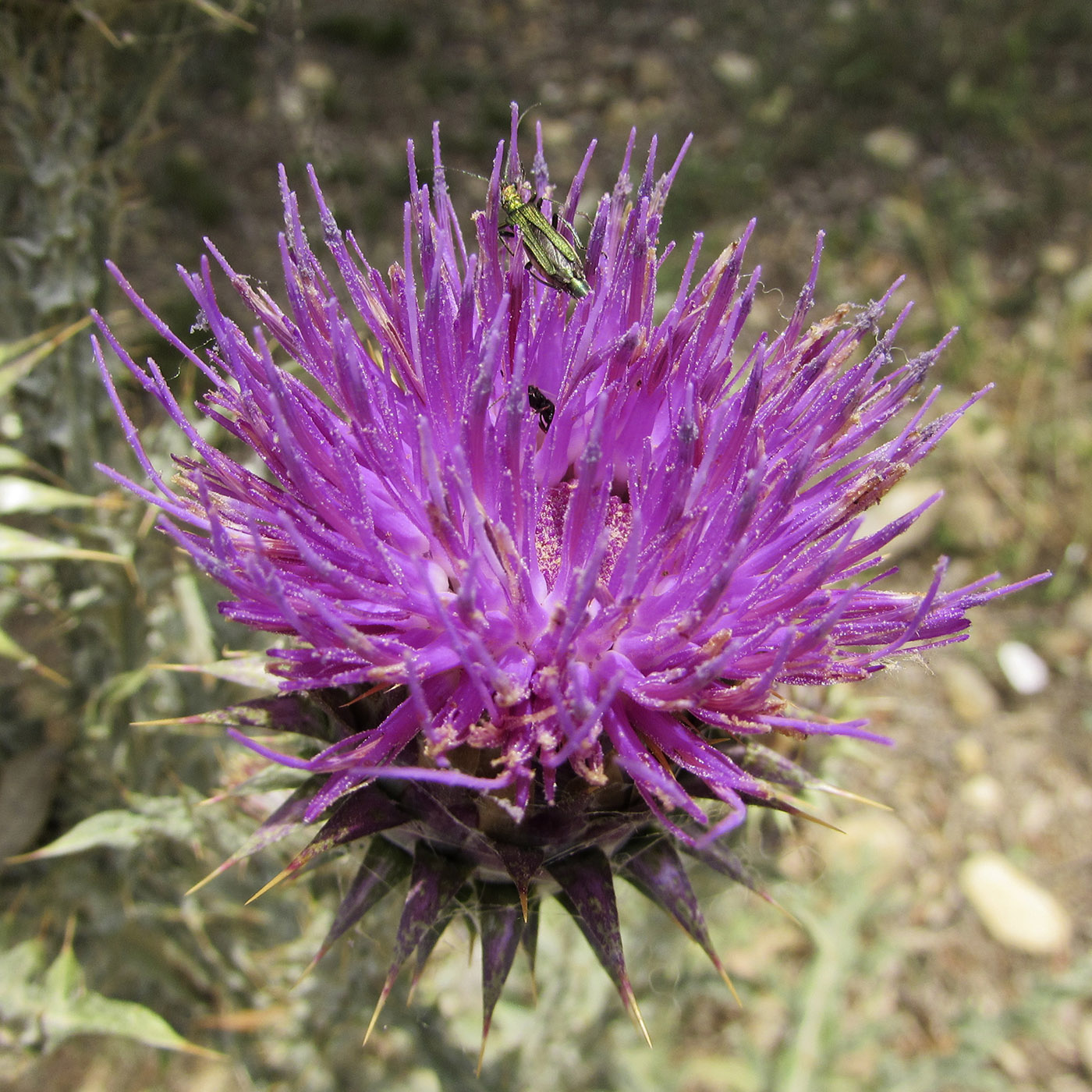 Image of Onopordum illyricum specimen.