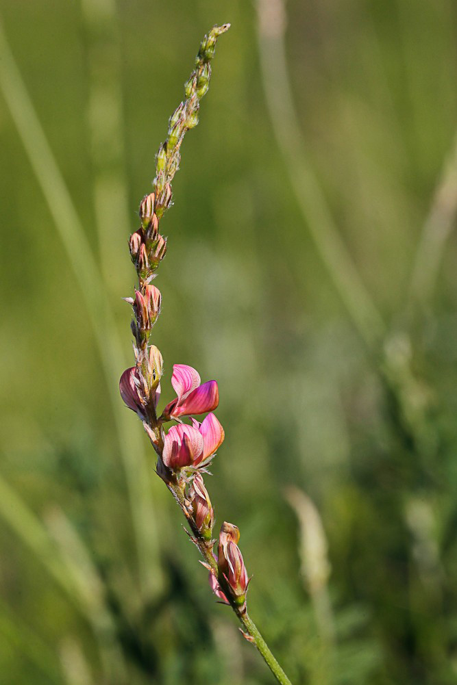 Изображение особи Onobrychis viciifolia.