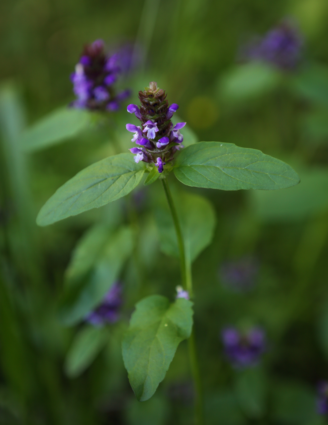 Изображение особи Prunella vulgaris.