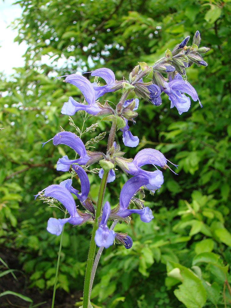 Изображение особи Salvia pratensis.