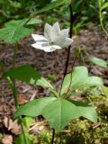 Trientalis europaea