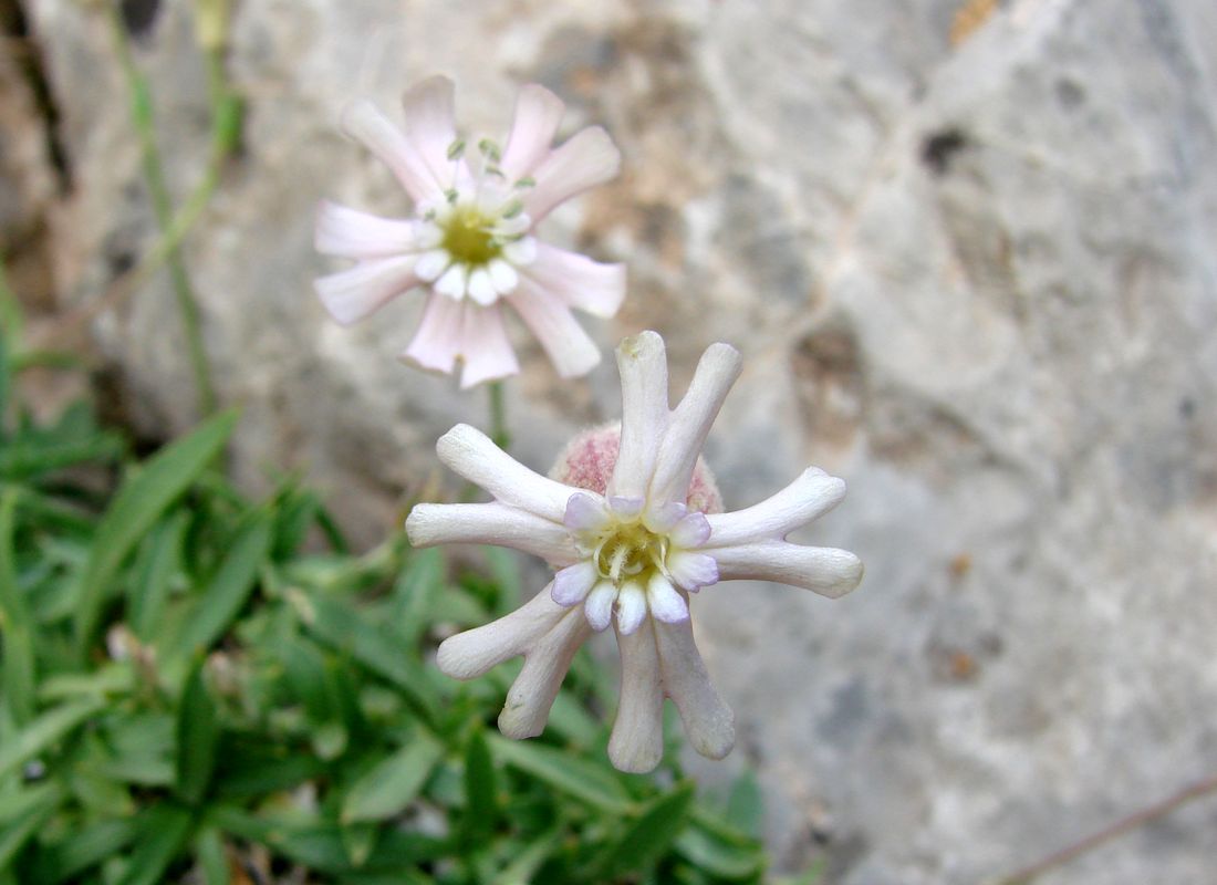 Изображение особи Silene samarkandensis.