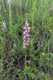 Dactylorhiza iberica