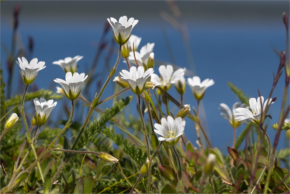 Изображение особи Cerastium alpinum.