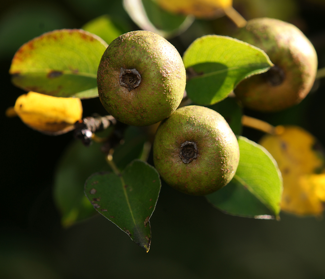 Image of Pyrus pyraster specimen.