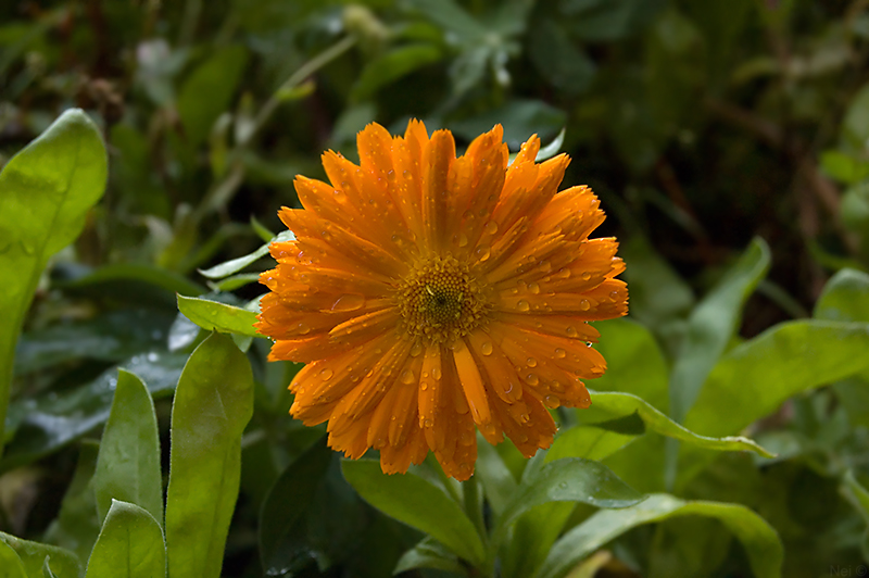 Image of Calendula officinalis specimen.