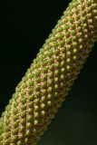 Acorus calamus