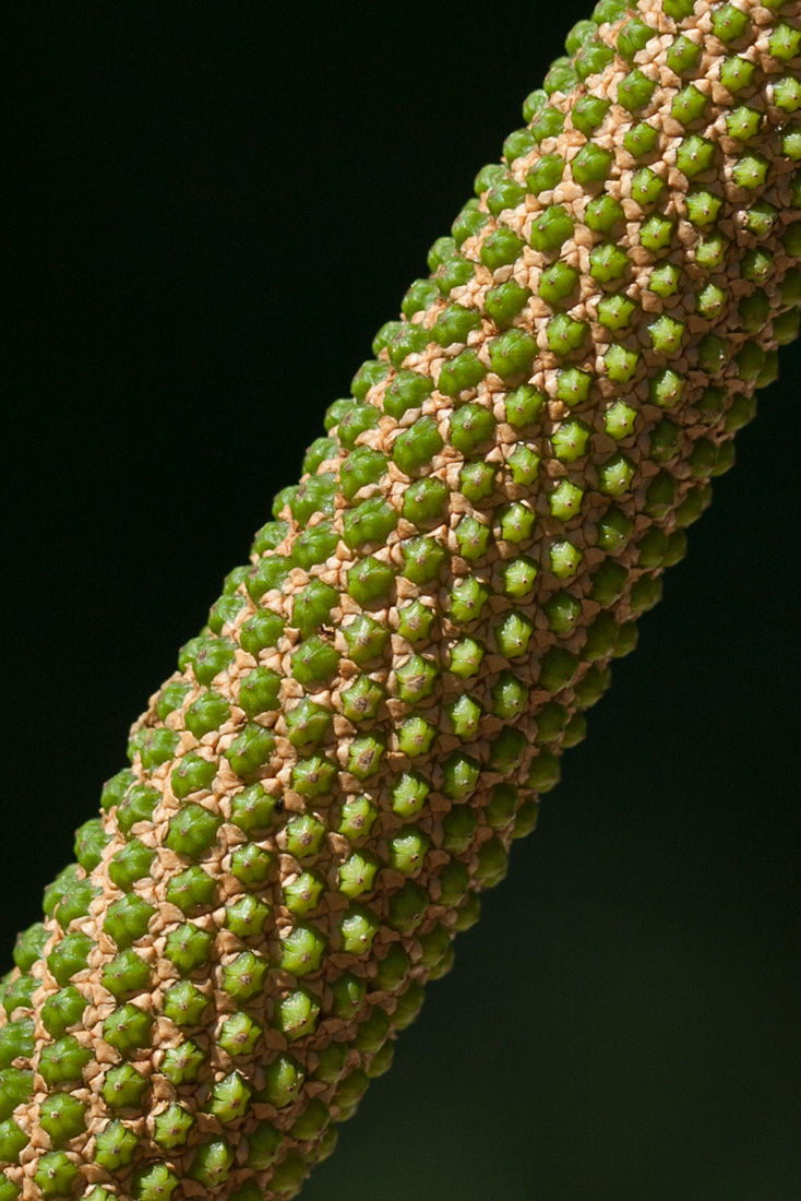 Изображение особи Acorus calamus.