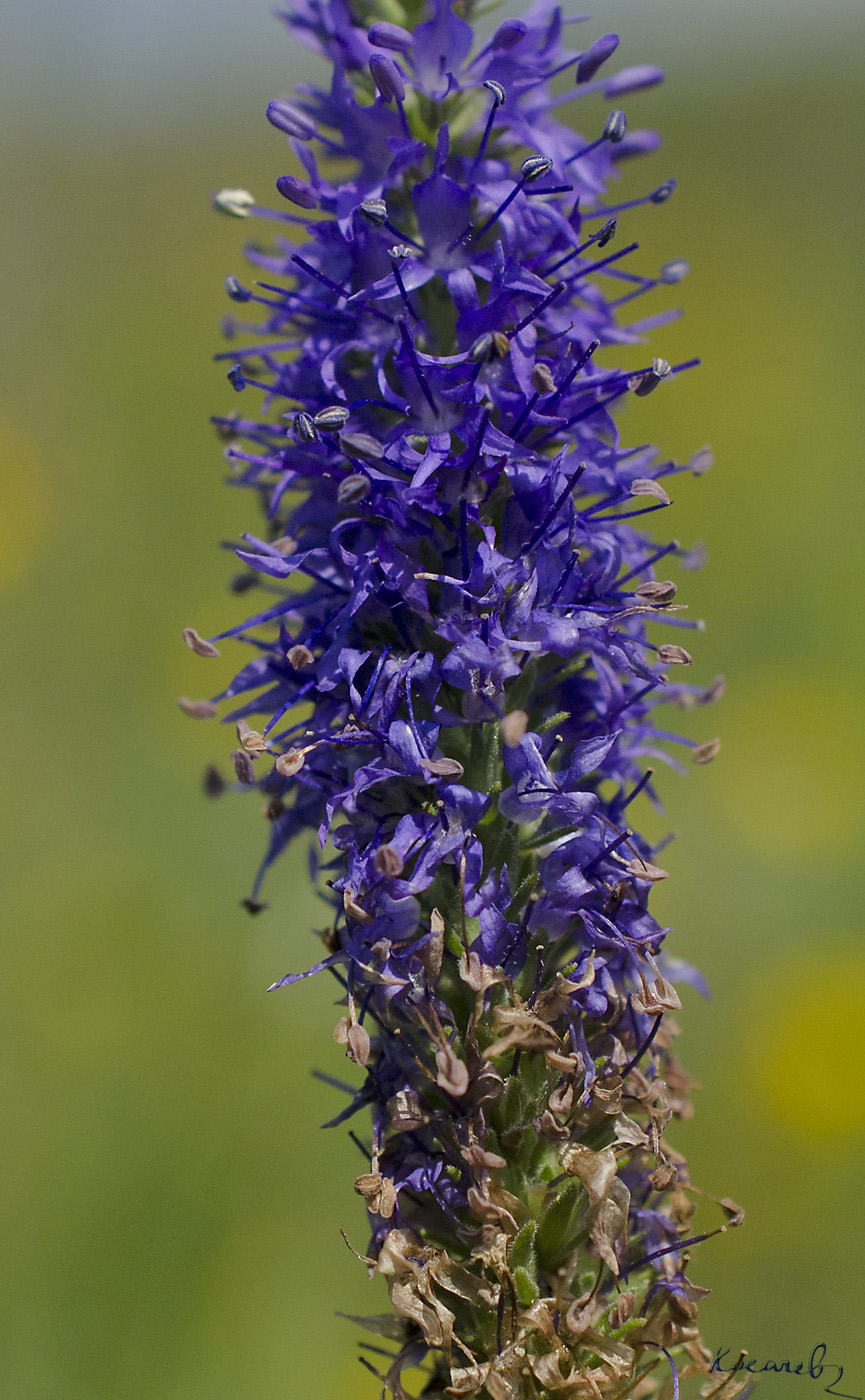 Image of Veronica spicata specimen.