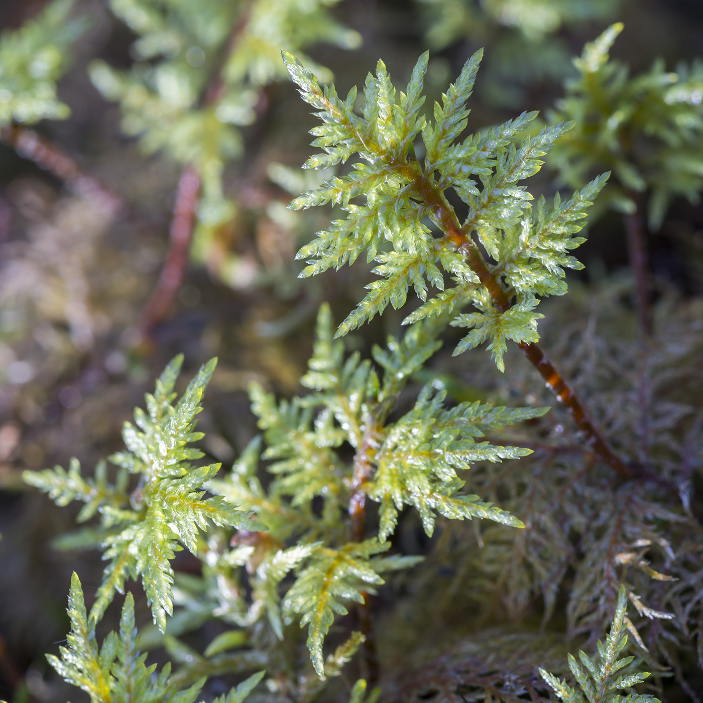 Изображение особи Hylocomium splendens.