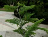 Acacia dealbata. Верхушка веточки. Краснодарский край, Сочи, Дендрарий. 23.09.2016.