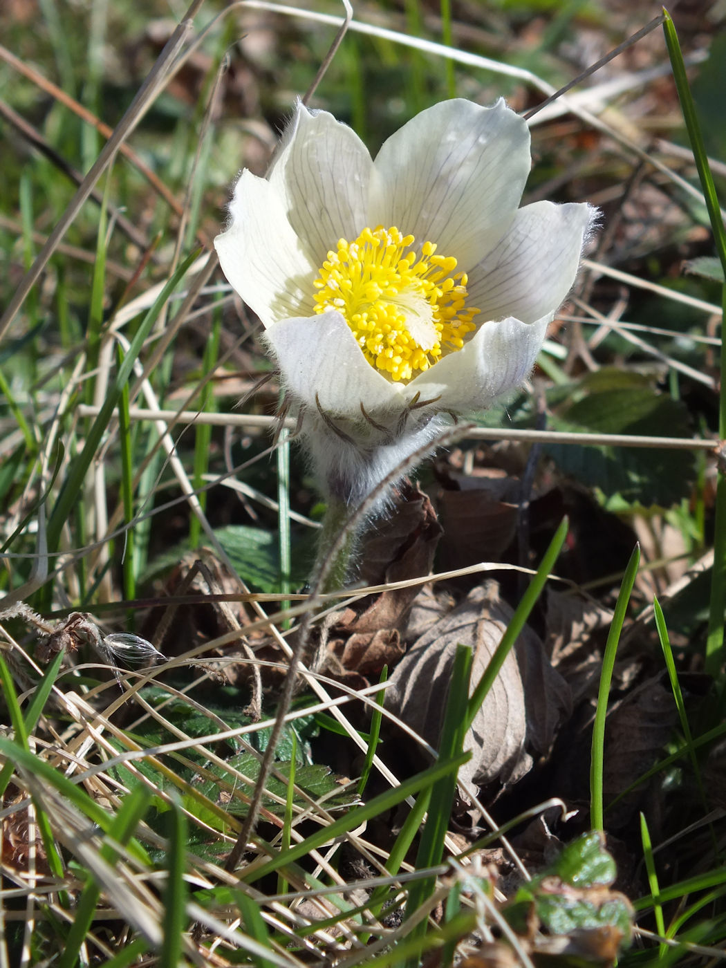 Image of Pulsatilla uralensis specimen.