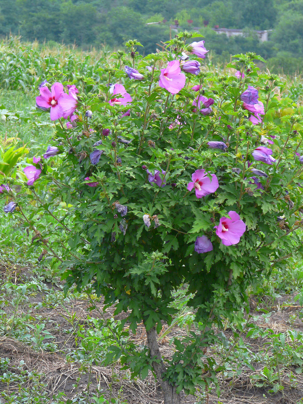 Изображение особи Hibiscus syriacus.