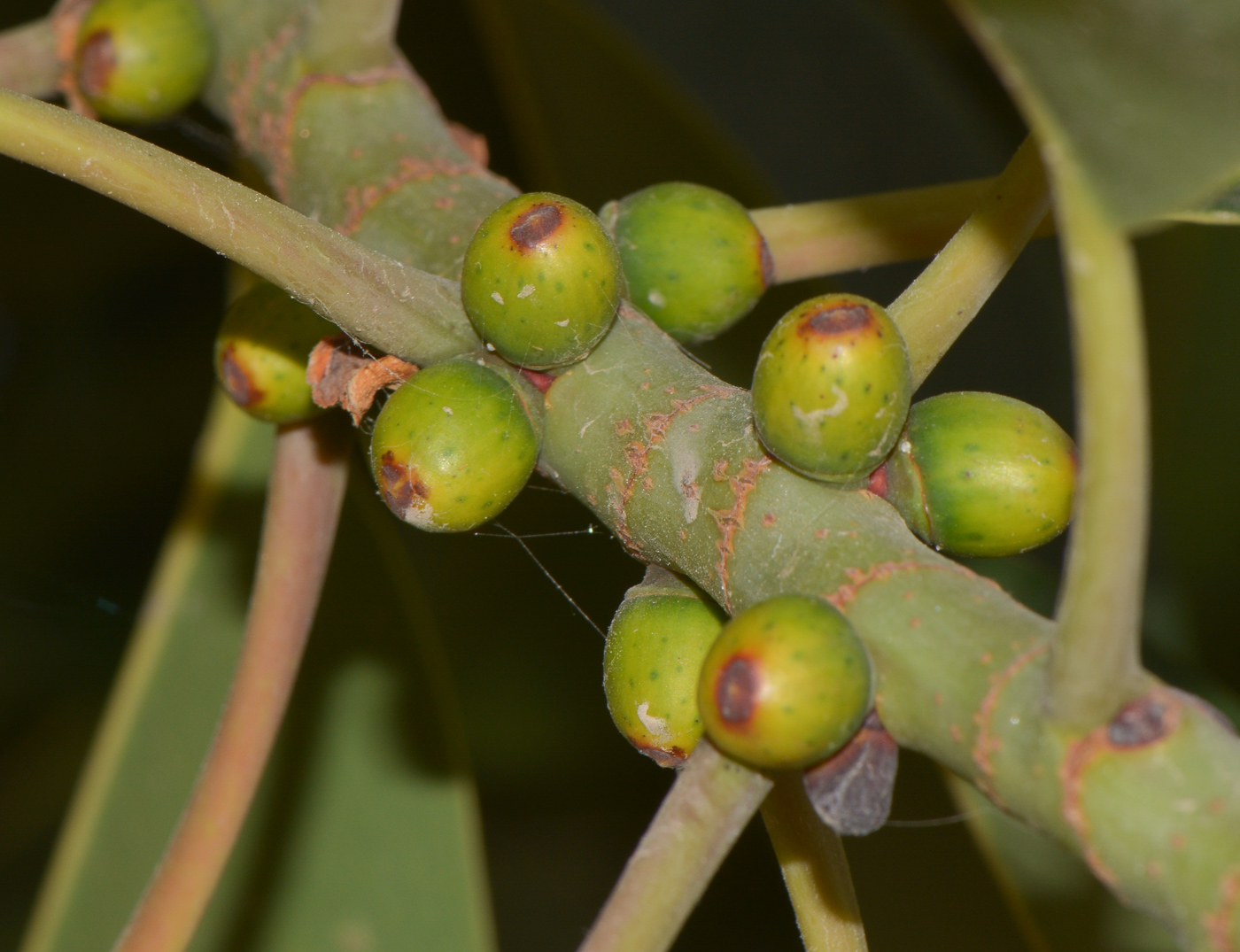 Изображение особи Ficus elastica.