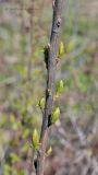 Spiraea alba