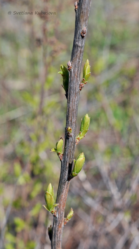 Image of Spiraea alba specimen.