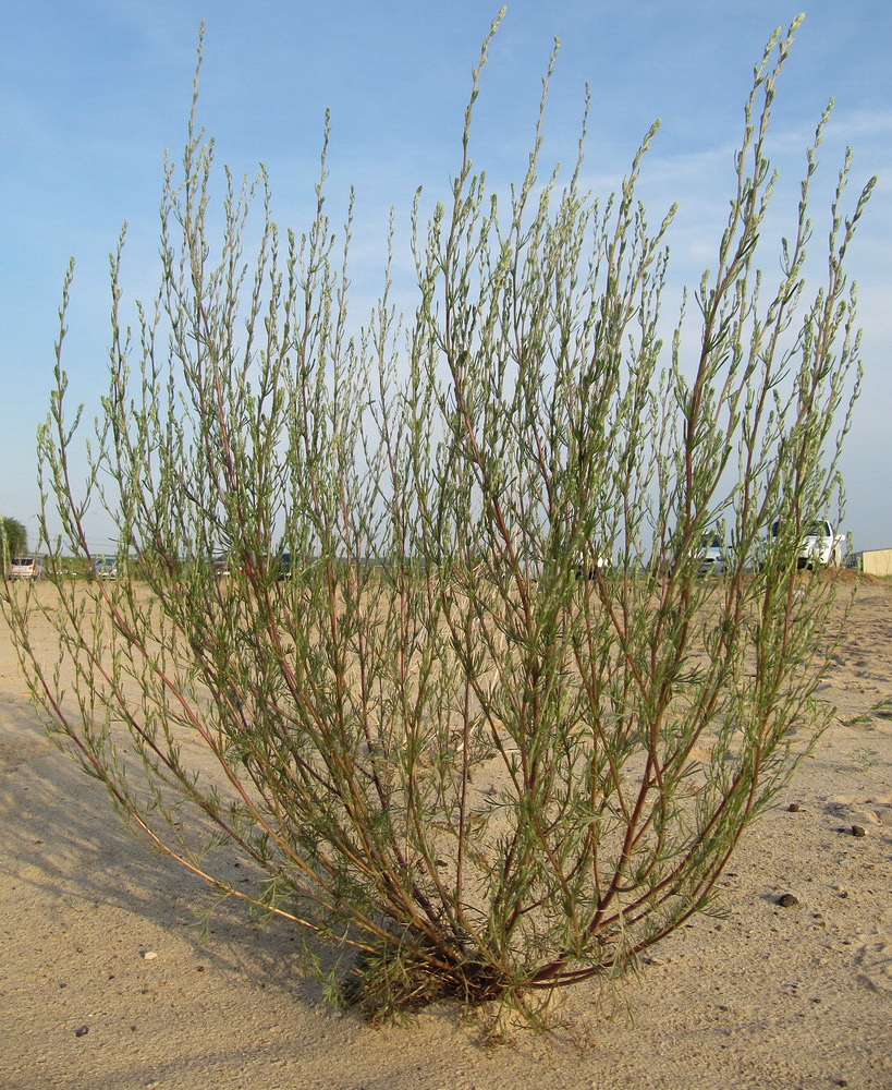 Image of Artemisia arenaria specimen.