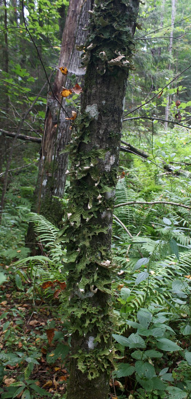 Изображение особи Lobaria pulmonaria.