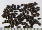 Image of taxon representative. Author is Сергей Банкетов