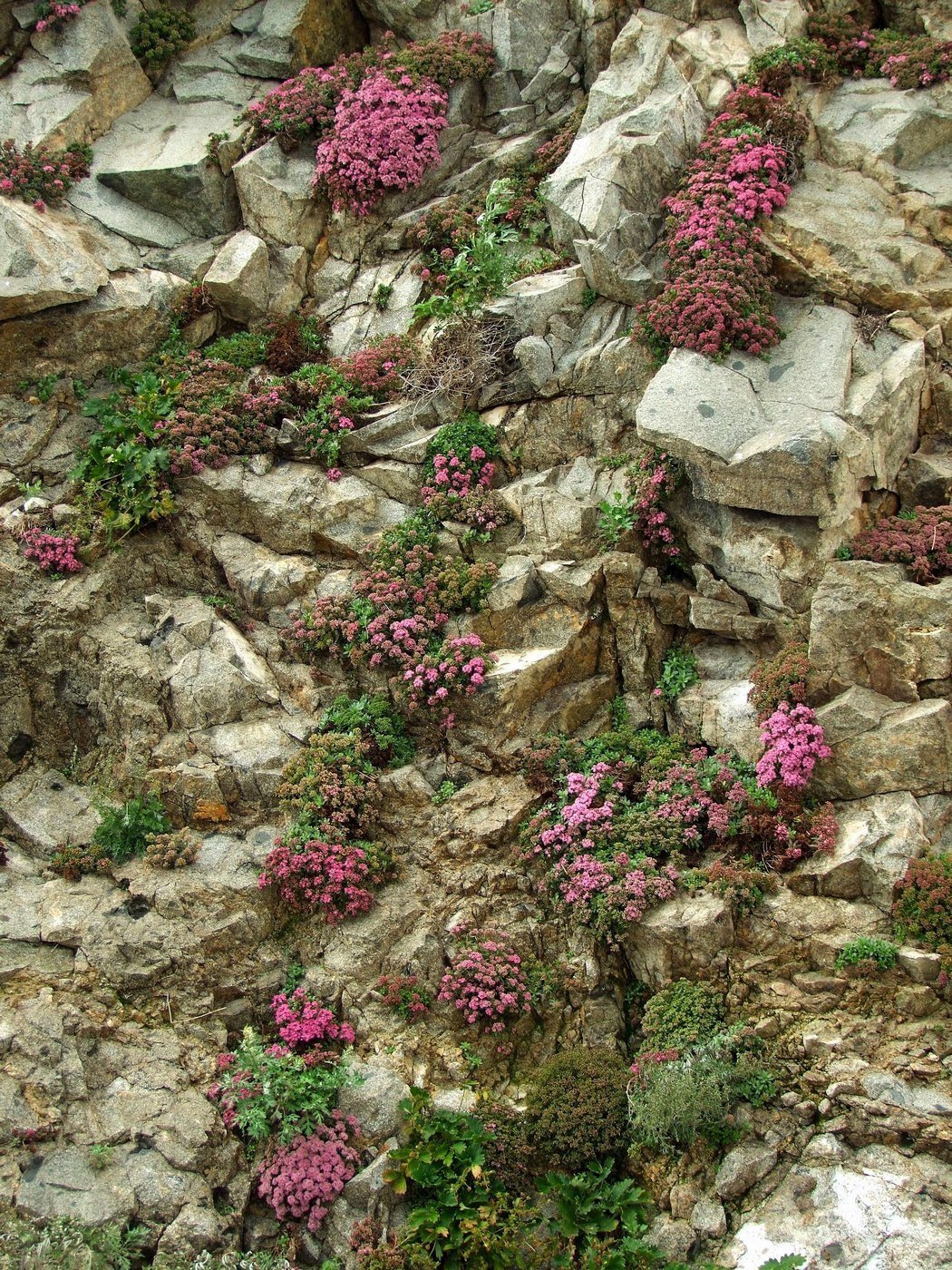 Изображение особи Hylotelephium cyaneum.