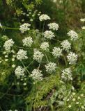 Chaerophyllum bulbosum. Соцветие. Украина, г. Запорожье, южная часть о-ва Хортица, возле дороги. 11.06.2016.