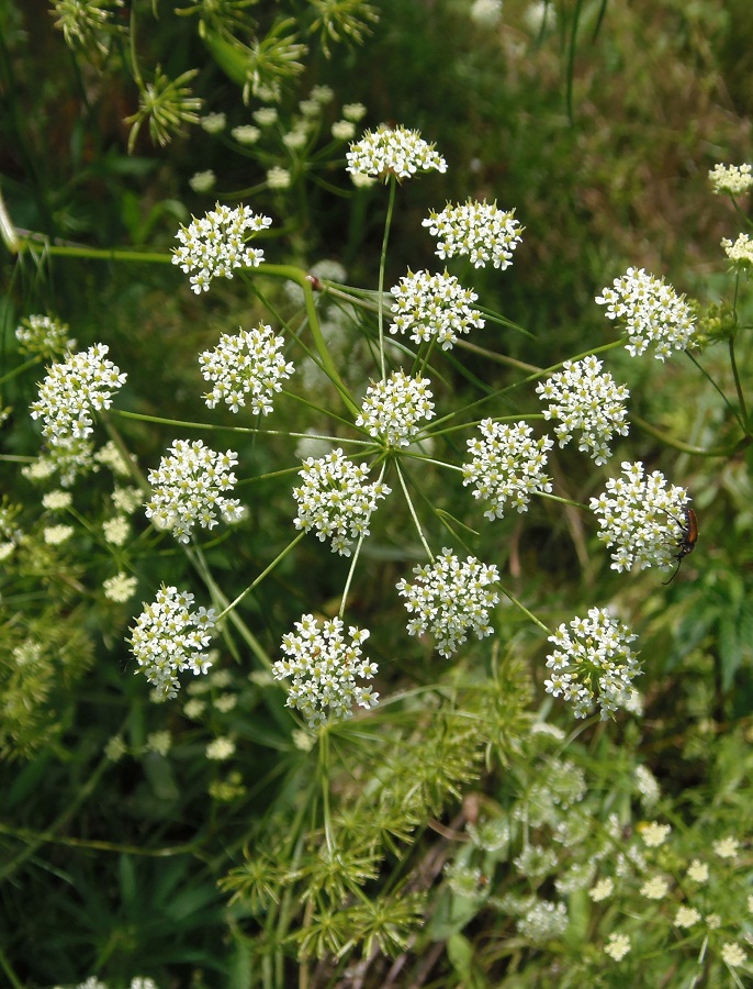 Image of Chaerophyllum bulbosum specimen.