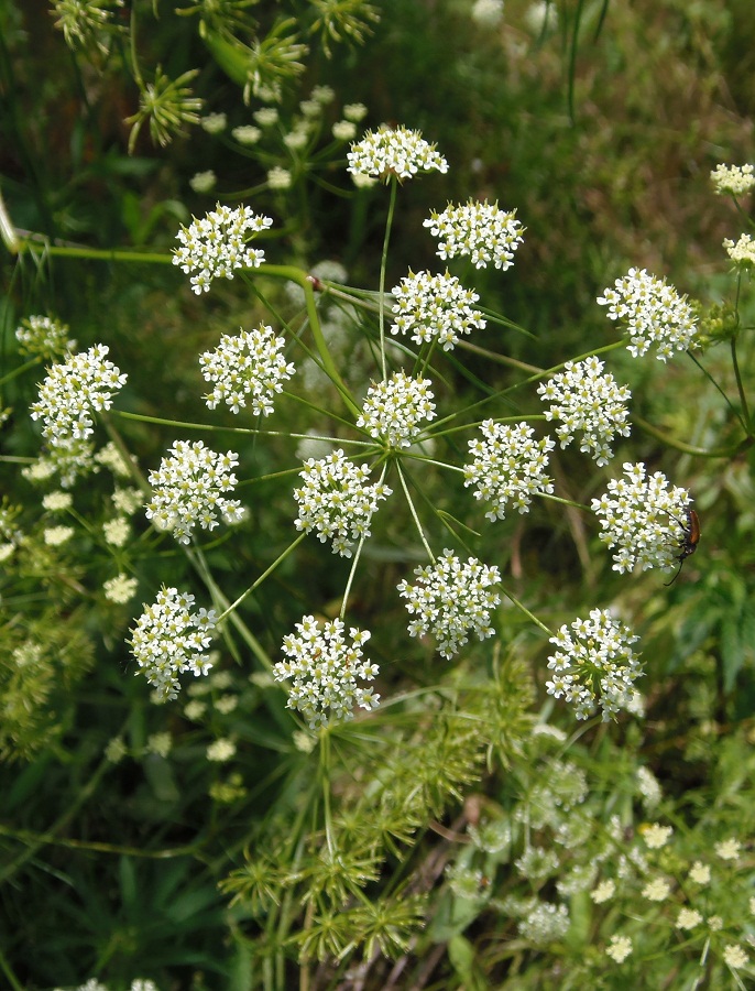 Изображение особи Chaerophyllum bulbosum.