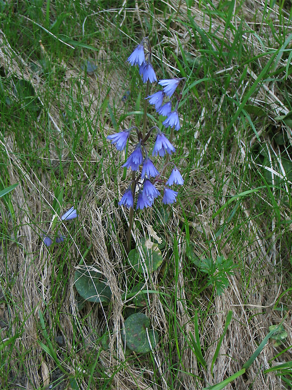 Image of Soldanella hungarica specimen.