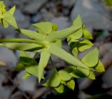 Euphorbia taurinensis