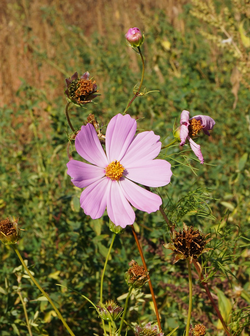 Image of Cosmos bipinnatus specimen.