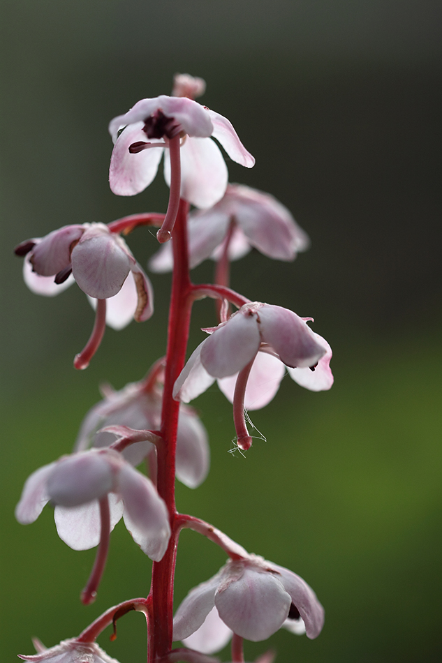 Image of Pyrola incarnata specimen.