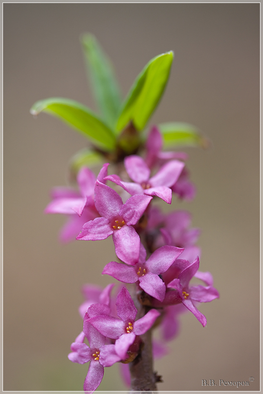 Image of Daphne mezereum specimen.