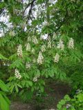 Aesculus hippocastanum. Ветвь с соцветиями. Пенза, Ботанический сад ПГУ, в культуре. 11 мая 2016 г.