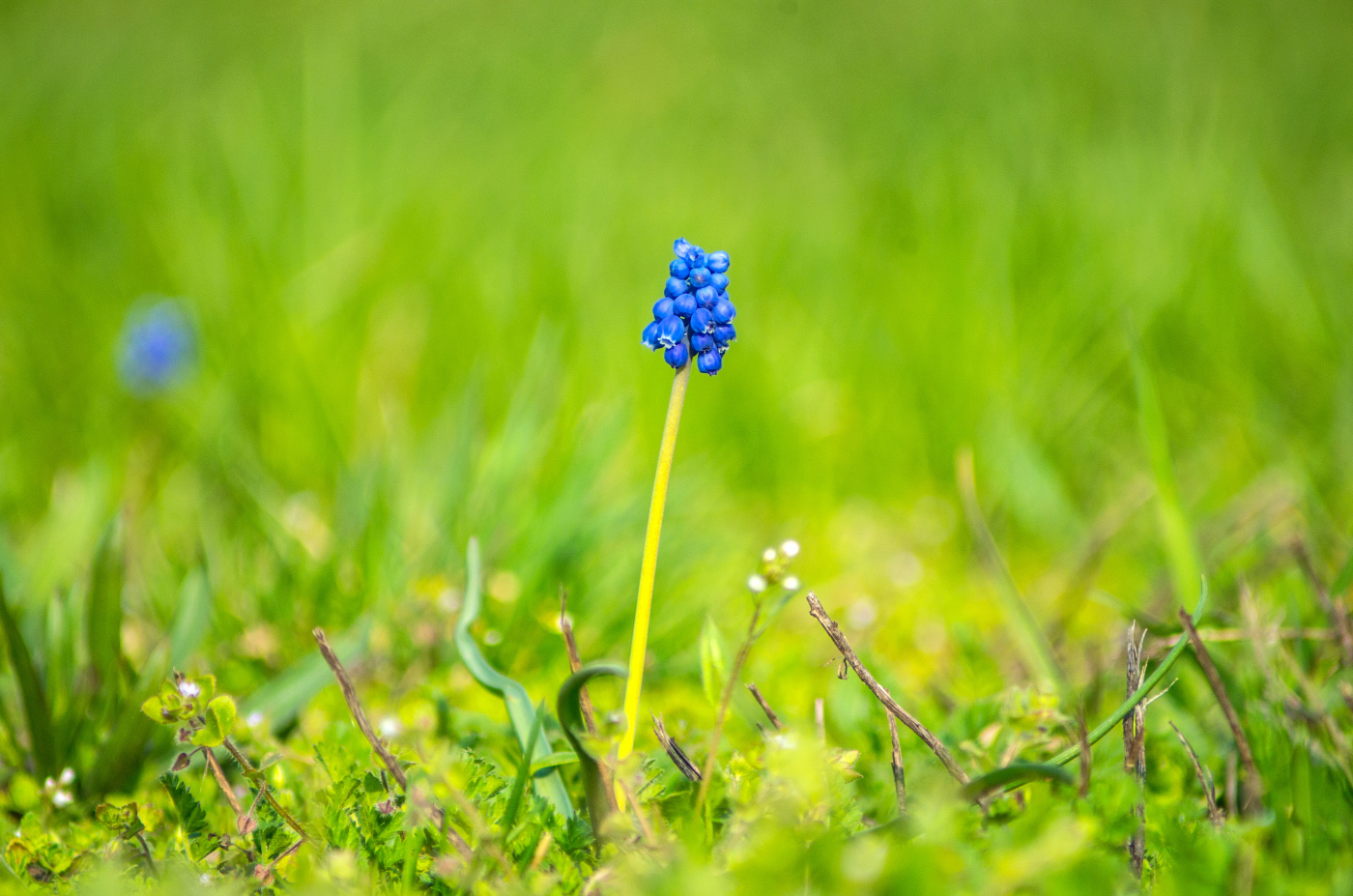 Image of genus Muscari specimen.