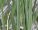 Juncus maritimus