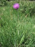 Cirsium dissectum. Цветущее растение. Нидерланды, провинция Drenthe, национальный парк Drentsche Aa, заказник Eexterveld, молиниевый луг. 14 июня 2008 г.