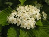 Sorbus alnifolia. Цветки, бутоны и листья. Приморский край, Хасанский р-н, гора Голубиный Утес, редколесье из Quercus dentata на склоне южной экспозиции. 26.05.2015.