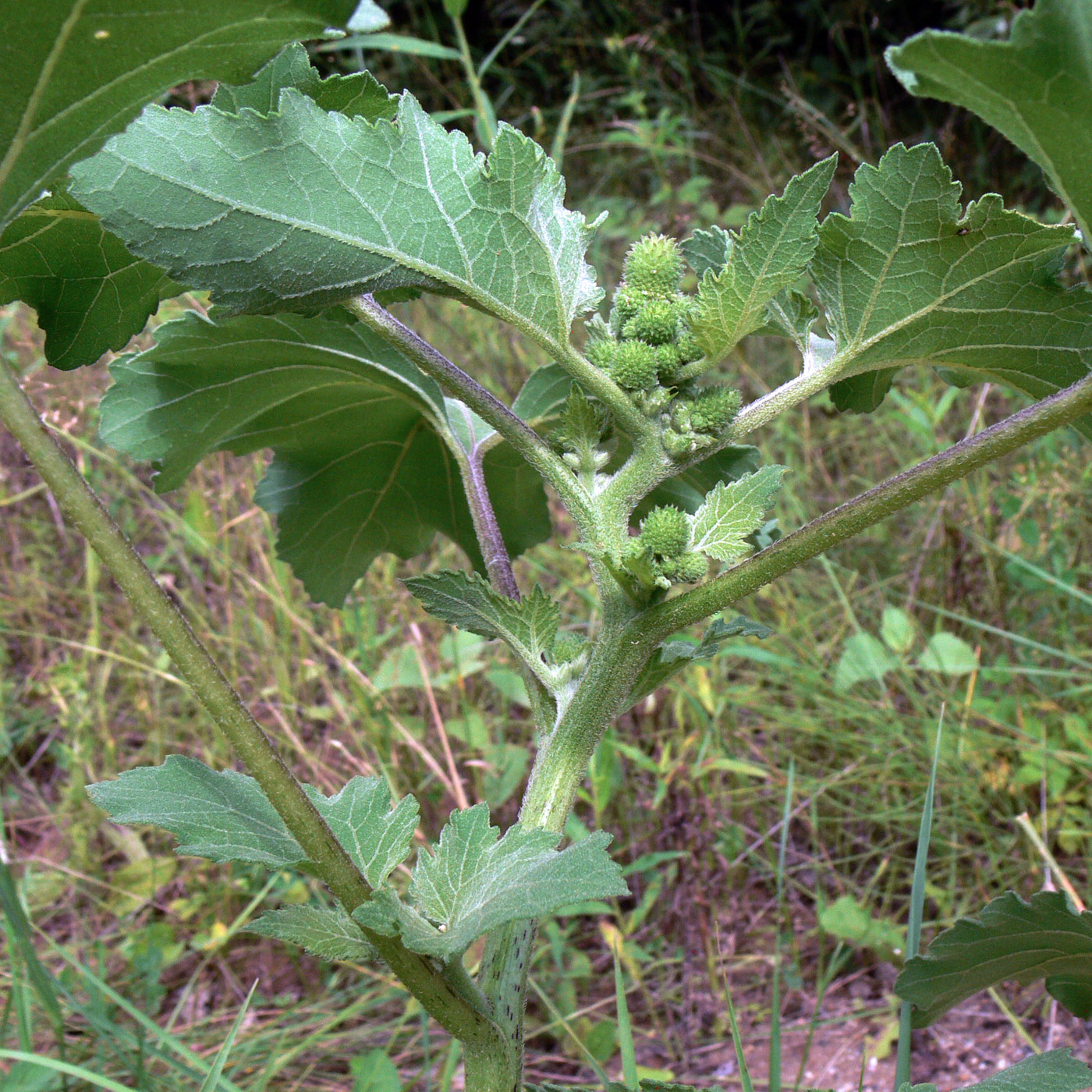 Изображение особи Xanthium strumarium.