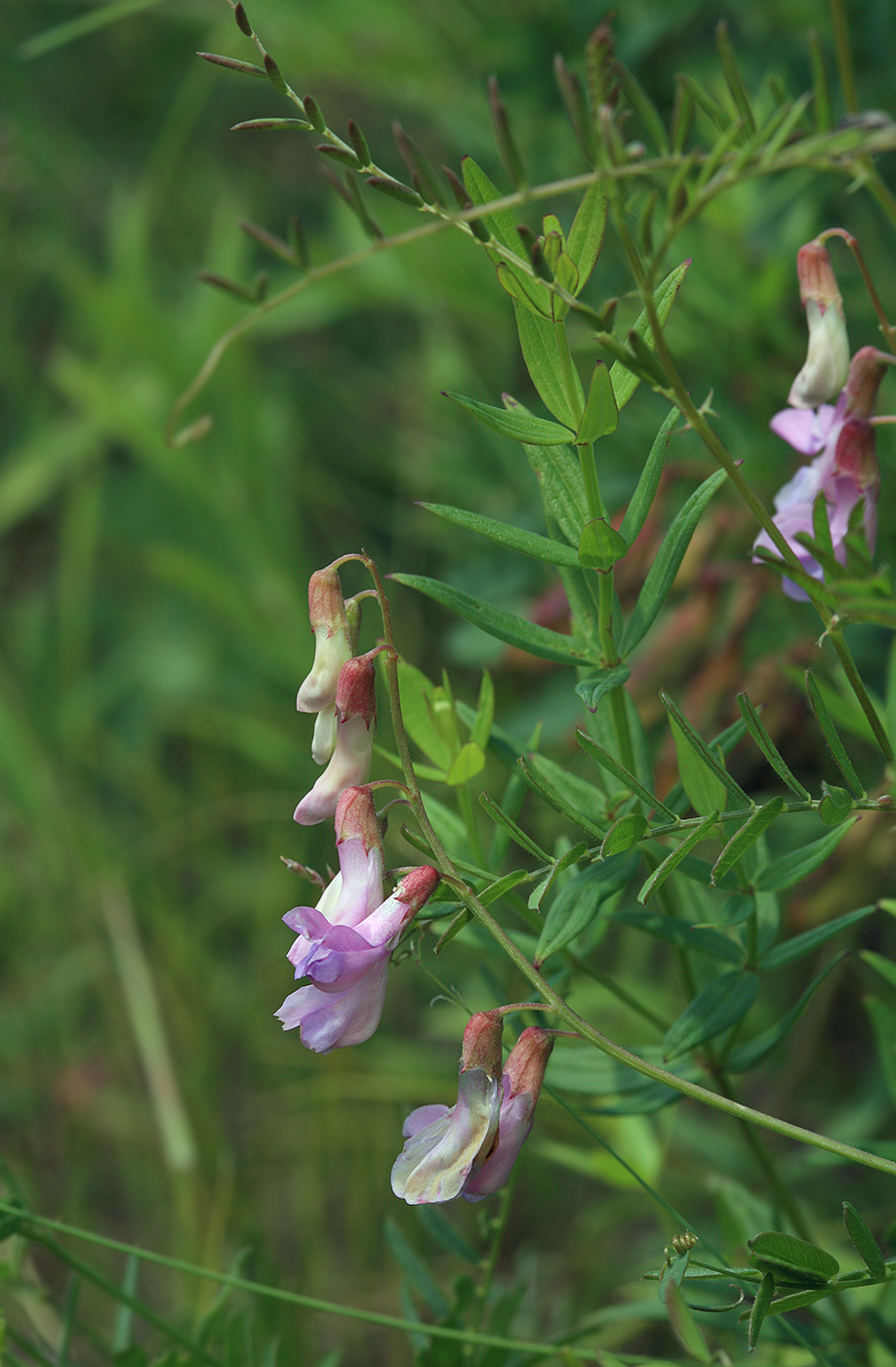 Image of Vicia popovii specimen.