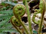 Dryopteris filix-mas