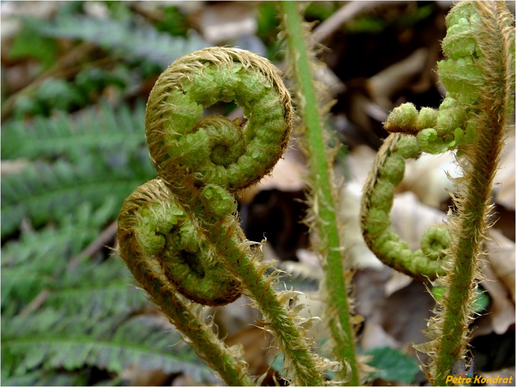 Image of Dryopteris filix-mas specimen.