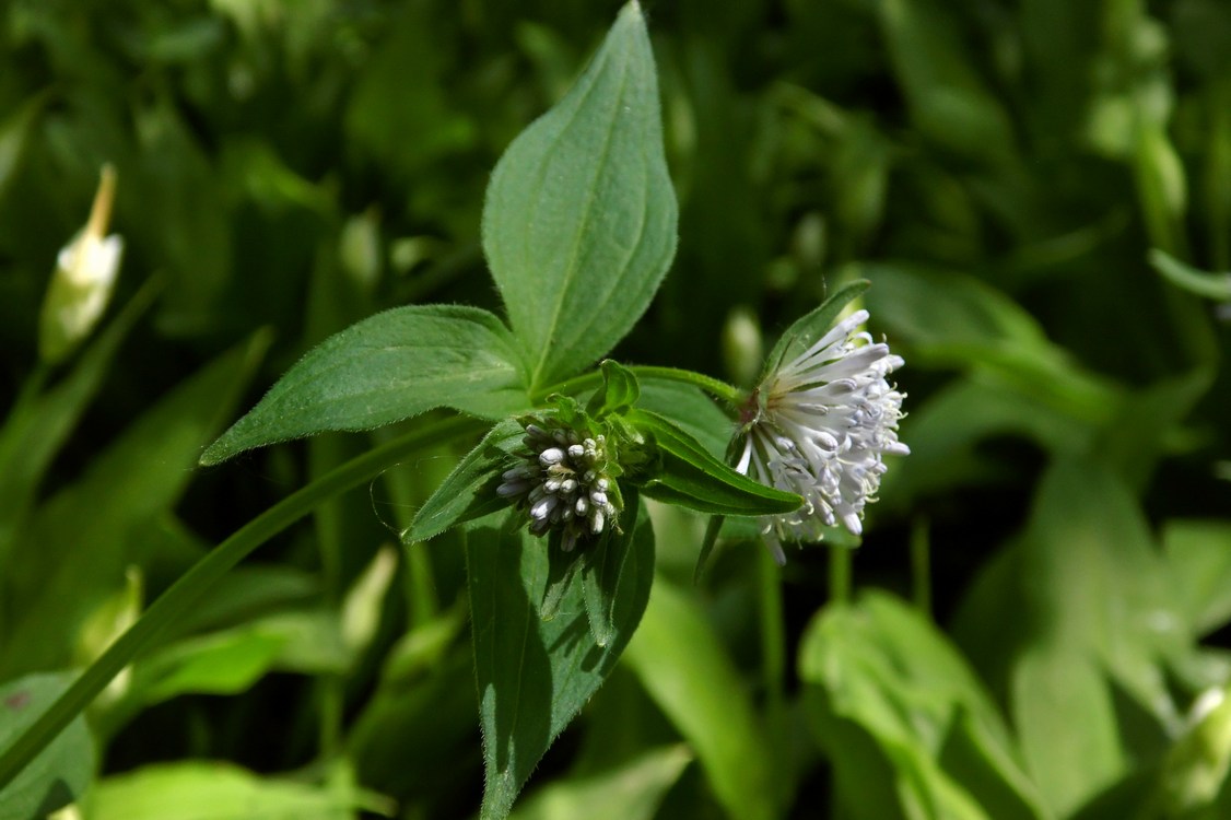 Image of Asperula caucasica specimen.