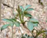 Sambucus nigra