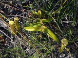 Nepenthes gracilis