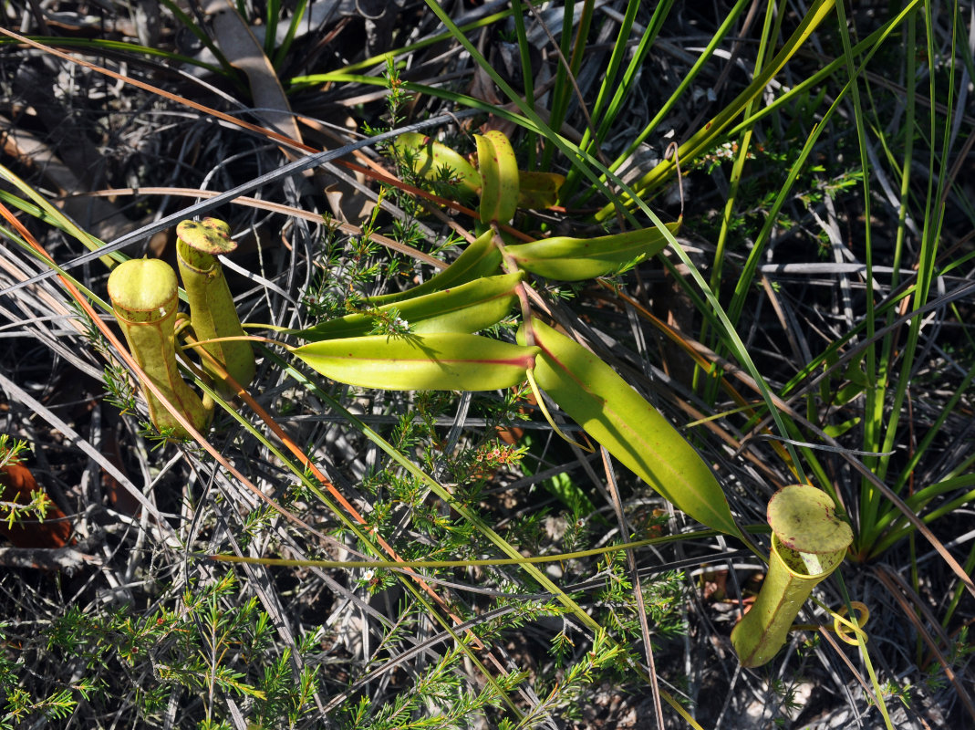 Изображение особи Nepenthes gracilis.