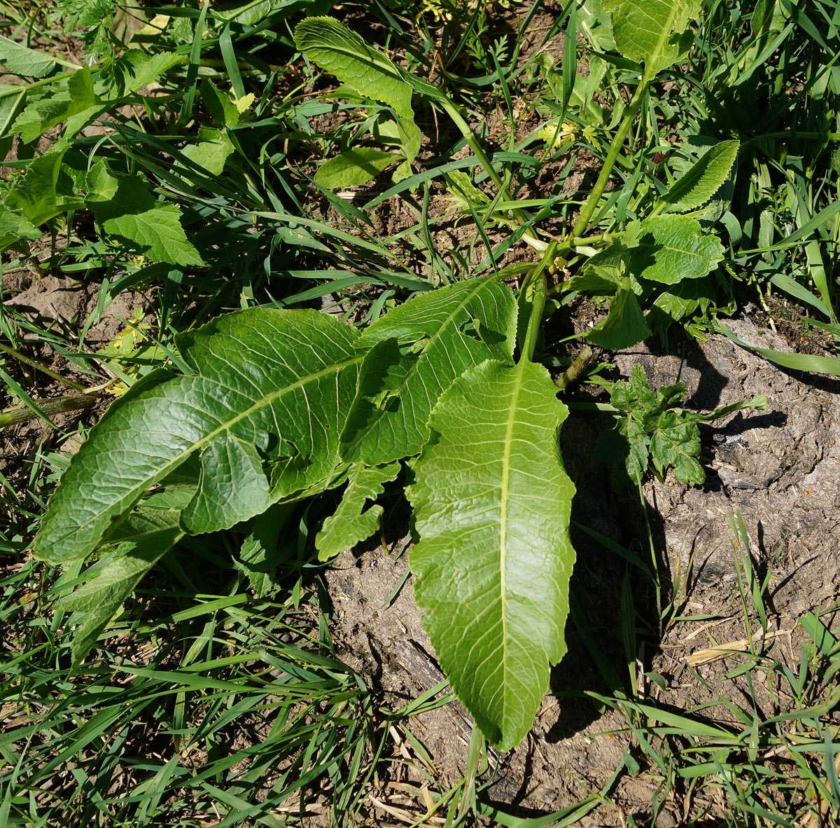 Image of Armoracia rusticana specimen.