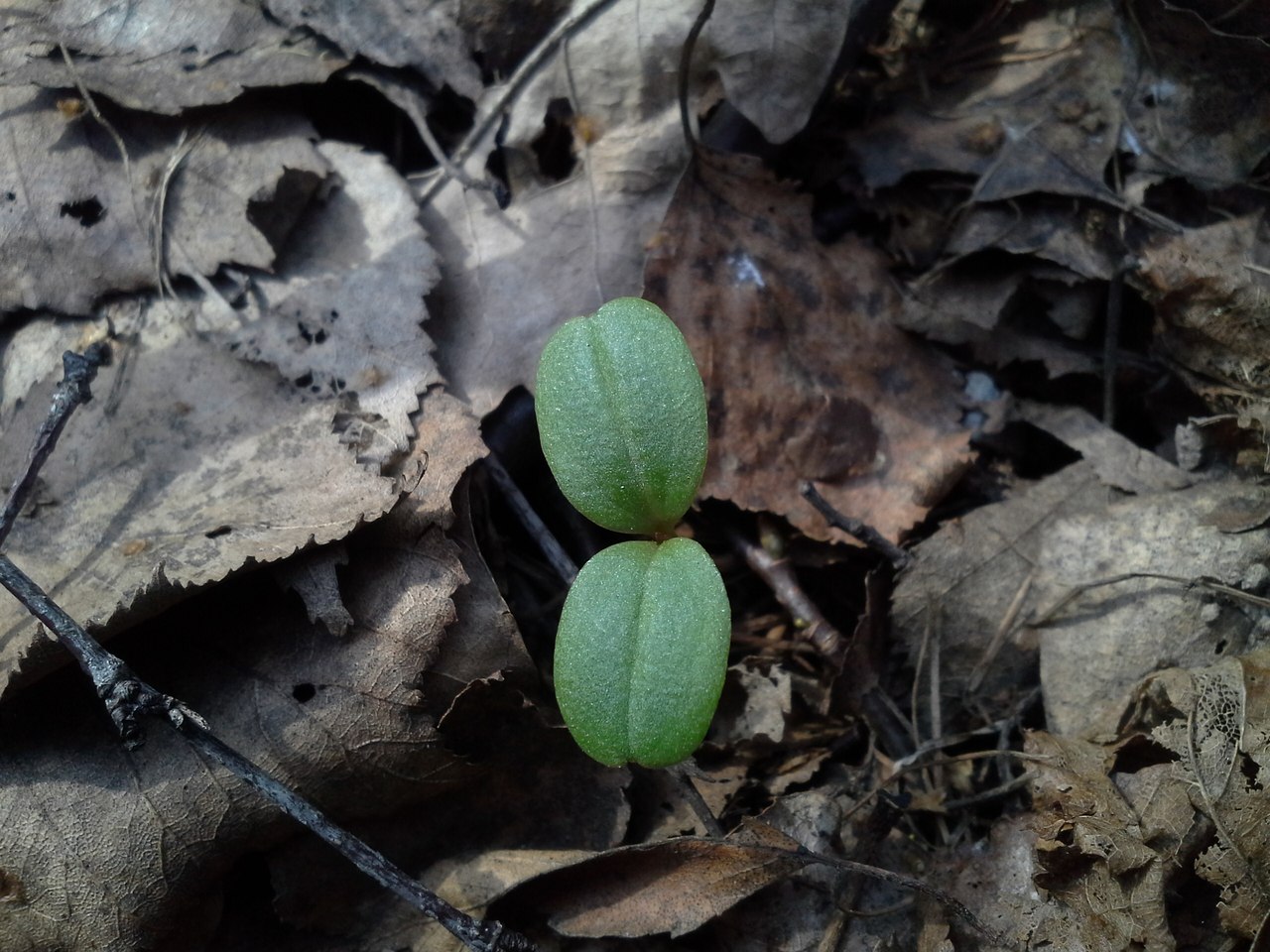 Image of Impatiens glandulifera specimen.