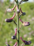 Delphinium puniceum