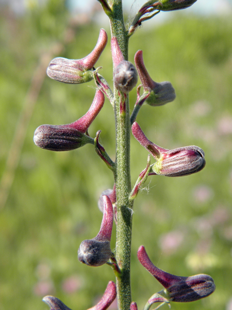 Image of Delphinium puniceum specimen.